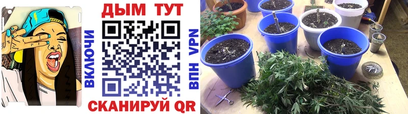 Купить где  Пущино  Конопля план 